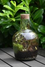 Terrarium/ eco systeem/ flessentuin, Ophalen, Overige soorten, Minder dan 100 cm