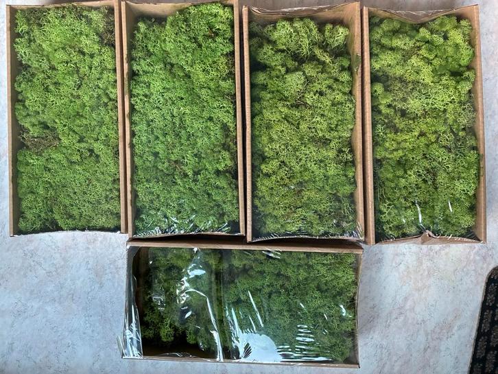 Rendiermos Mos in verschillende kleuren groen, Hobby en Vrije tijd, Overige Hobby en Vrije tijd, Nieuw, Ophalen