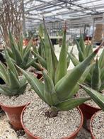 Sanseveria Pincuicula in de 17 cm pot, Overige soorten, Ophalen of Verzenden, In pot, Minder dan 100 cm