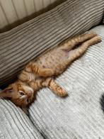 Kitten Lief rood katertje zoekt een nieuw thuis 🐾, Kater