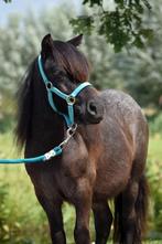 Shetlander Hengst 2 jaar oud ., Dieren en Toebehoren, Pony's, Hengst, A pony (tot 1.17m), Recreatiepony, 0 tot 2 jaar