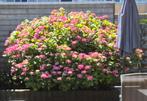 Hortensia, roze bloemen, Vaste plant, Halfschaduw, Zomer, Ophalen