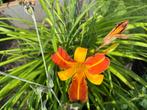 Hemerocallis (daglelie) stekjes, Volle zon, Vaste plant, Zomer, Ophalen