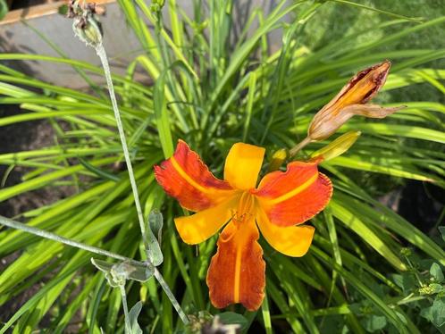 Hemerocallis (daglelie) stekjes, Tuin en Terras, Planten | Tuinplanten, Vaste plant, Overige soorten, Volle zon, Zomer, Ophalen