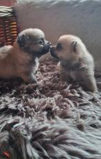 Prachtige pomchi pups pomchi x pomeriaan, Dieren en Toebehoren, Overige rassen, 8 tot 15 weken, Meerdere, Meerdere dieren