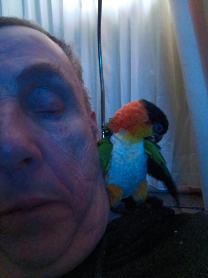 caique is tam praat wat woordjes is geringd, Dieren en Toebehoren, Vogels | Parkieten en Papegaaien, Papegaai, Geslacht onbekend