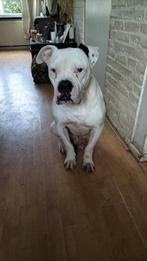 amerikaanse bulldog, Dieren en Toebehoren, Honden | Bulldogs, Pinschers en Molossers, 6 jaar of ouder, Reu, Bulldog, Eén hond