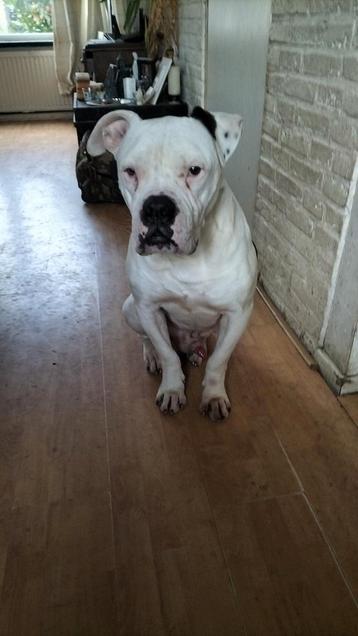 amerikaanse bulldog beschikbaar voor biedingen