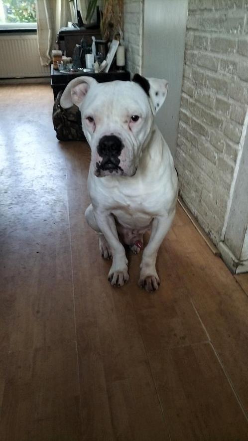 amerikaanse bulldog, Dieren en Toebehoren, Honden | Bulldogs, Pinschers en Molossers, Reu, Bulldog, Particulier, Eén hond, Nederland