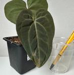 Anthurium Papililaminum xCrystallinum x besseae aff/forgetii, Ophalen of Verzenden