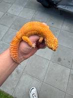 Luipaardgekko, Dieren en Toebehoren, Hagedis, 3 tot 6 jaar