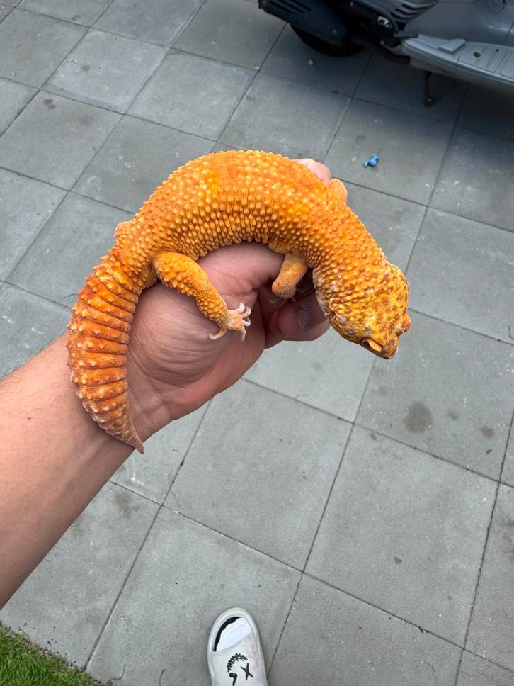 Luipaardgekko, Dieren en Toebehoren, Reptielen en Amfibieën, Hagedis, 3 tot 6 jaar