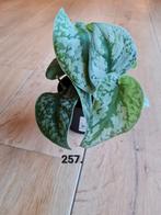 Scindapsus Pictus Trebie - Zilverrank 25 cm, kamerplant, Ophalen of Verzenden, Overige soorten, Minder dan 100 cm
