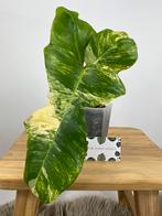 Philodendron Florida Beauty x Paraiso Verde Kruising, Huis en Inrichting, Kamerplanten, Ophalen of Verzenden, Halfschaduw, Minder dan 100 cm