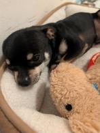 Te koop: Prachtig mini pincher type reutje, Particulier, 15 weken tot 1 jaar, Buitenland, Parvo