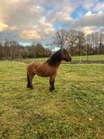 Stalling beschikbaar Chaam NB, Dieren en Toebehoren, Stalling en Weidegang, Stalling