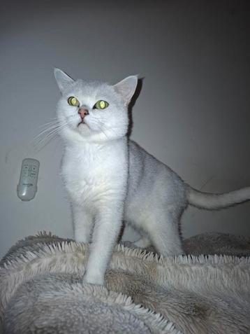 Britse Korthaar Dek Kater Te Koop beschikbaar voor biedingen