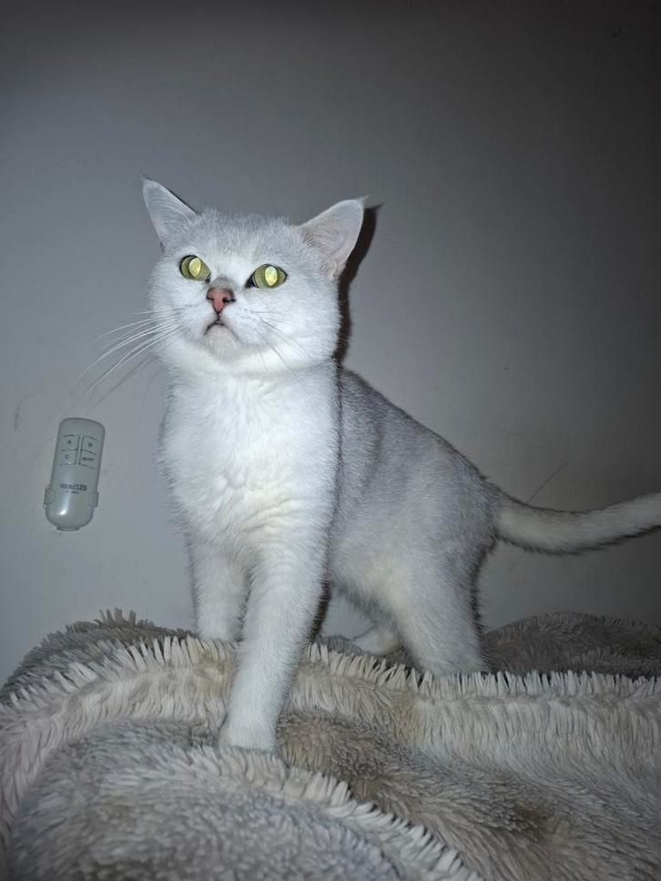 Britse Korthaar Dek Kater Te Koop, Dieren en Toebehoren, Katten en Kittens | Raskatten | Korthaar, Kater, 0 tot 2 jaar