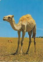Ansichtkaart	Dromedaris, Verzamelen, Ansichtkaarten | Dieren, Verzenden, 1960 tot 1980, Gelopen, Overige soorten