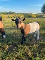 Bruine lakenvelder bok, Mannelijk, Geit, 0 tot 2 jaar
