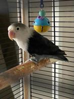 Prachtige Lieve Jonge enHand Tamme Agapornis Dwergpapegaai, Meerdere dieren, Dwergpapegaai of Agapornis, Geringd