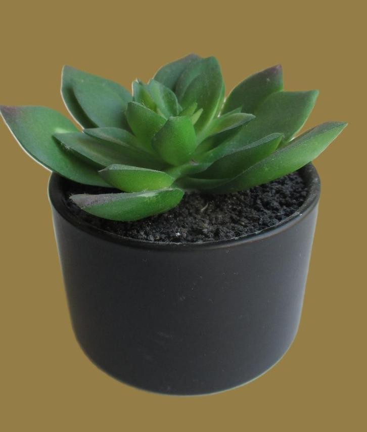 Vetplant~Cactus~Zwart aardewerk pot~Originele bloempotje, Huis en Inrichting, Woonaccessoires | Kunstplanten en Kunstbloemen, Zo goed als nieuw