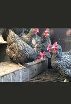 Kippen jonge hennen, Dieren en Toebehoren, Pluimvee, Vrouwelijk, Kip