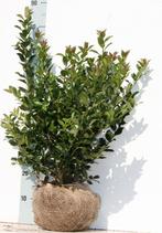 Hulst Ilex, Ophalen of Verzenden, Hulst, Struik, Minder dan 100 cm