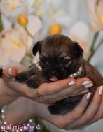 1 meisje zoekt nog thuis shichi kruising chihauhau/shih tzu, Dieren en Toebehoren, Honden | Chihuahua's en Gezelschapshonden, België