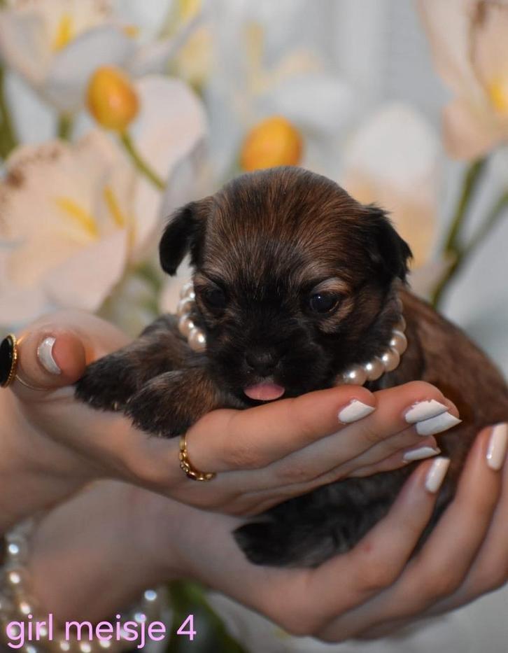 1 meisje zoekt nog thuis shichi kruising chihauhau/shih tzu, Dieren en Toebehoren, Honden | Chihuahua's en Gezelschapshonden, Meerdere dieren