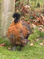 USA zijdehoen haan, 4 maanden oud, Dieren en Toebehoren, Pluimvee, Mannelijk, Kip