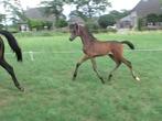 Te Koop HENGSTVEULEN Le Formidable X Apache X Londonderry, Dieren en Toebehoren, Paarden, Niet van toepassing, Dressuurpaard, 0 tot 2 jaar