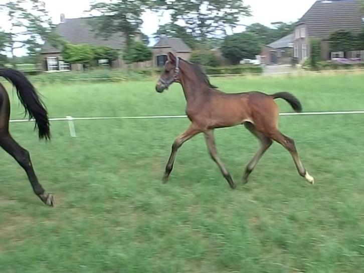Te Koop HENGSTVEULEN Le Formidable X Apache X Londonderry, Dieren en Toebehoren, Paarden, Hengst, Niet van toepassing, 0 tot 2 jaar