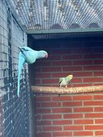 Halsband parkieten, Dieren en Toebehoren, Vogels | Parkieten en Papegaaien, Meerdere dieren, Parkiet, Geringd