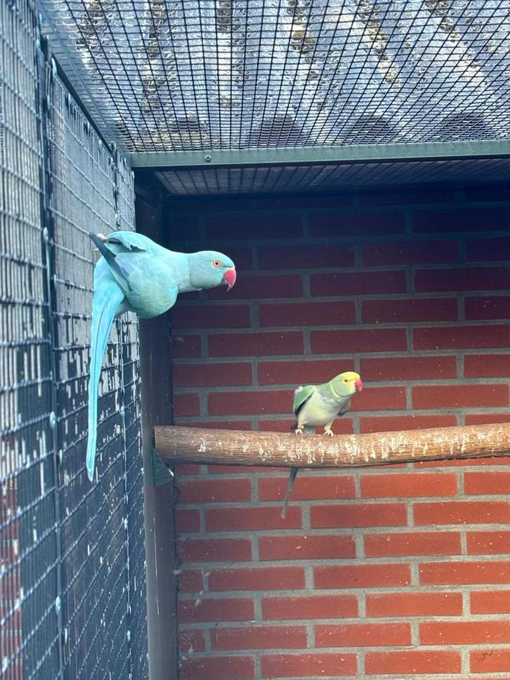 Halsband parkieten, Dieren en Toebehoren, Vogels | Parkieten en Papegaaien, Parkiet, Meerdere dieren, Geringd