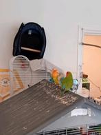 Mooie dwergpapegaaien te koop AGAPORNIS, Dieren en Toebehoren, Vogels | Parkieten en Papegaaien, Meerdere dieren, Dwergpapegaai of Agapornis