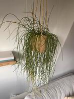 Hangplant met decoratieve pot, Ophalen, Overige soorten, Halfschaduw, In pot