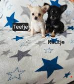 Mooie chihuahua puppy’s, Rabiës (hondsdolheid), 8 tot 15 weken, Meerdere, Meerdere dieren