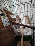 Zebravink met kooi, Dieren en Toebehoren, Vogels | Overige Vogels, Meerdere dieren, Tropenvogel