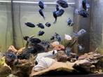 Zebra Chicliden te koop, Vis, Zoetwatervis