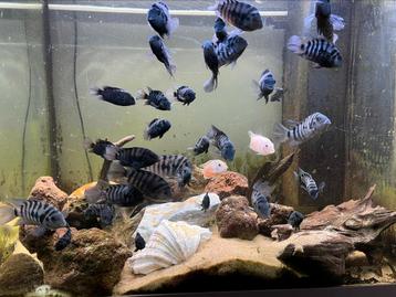 Zebra Chicliden te koop beschikbaar voor biedingen