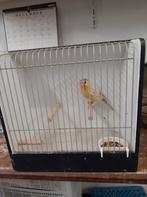 BRUIN GEEL PASTEL, Mannelijk, Wildzangvogel, Geringd