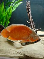 Albino Ruby Red Oscar (pauwoogcicliden), Dieren en Toebehoren, Vissen | Aquariumvissen, Vis, Zoetwatervis