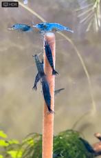 Mooie blauwe garnalen (Neocaridina Blue Velvet), Zoetwatervis, Kreeft, Krab of Garnaal, Schoolvis