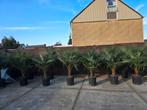 Palmbomen trachycarpus fortunei, Volle zon, Ophalen of Verzenden, 100 tot 250 cm, Zomer