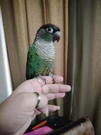 Pryhura, Dieren en Toebehoren, Vogels | Parkieten en Papegaaien, Meerdere dieren, Parkiet, Tam