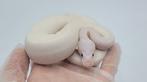 1.0 Special Pied poss YB / Enchi ball python regius, Dieren en Toebehoren, Reptielen en Amfibieën, Slang, 0 tot 2 jaar
