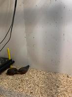 Chinese kwartel haantjes 2 stuks, Dieren en Toebehoren, Mannelijk