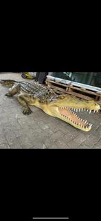 XXL krokodil 3,40M lang. Lijkt net echt !, Tuin en Terras, Tuinbeelden, Overige materialen, Ophalen of Verzenden, Zo goed als nieuw