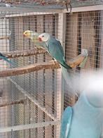 Kweek koppel halsbandparkieten, Dieren en Toebehoren, Vogels | Parkieten en Papegaaien, Meerdere dieren, Parkiet
